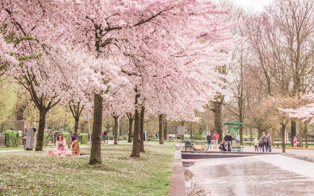 15 Best Hotels in Amsterdam near Westerpark