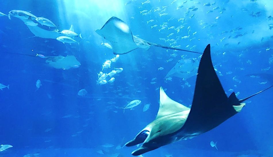 15 Top Hotels in St Louis near Aquarium
