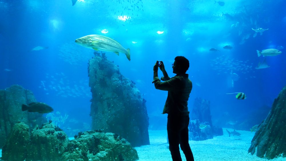11 Best Hotels near San Antonio Aquarium