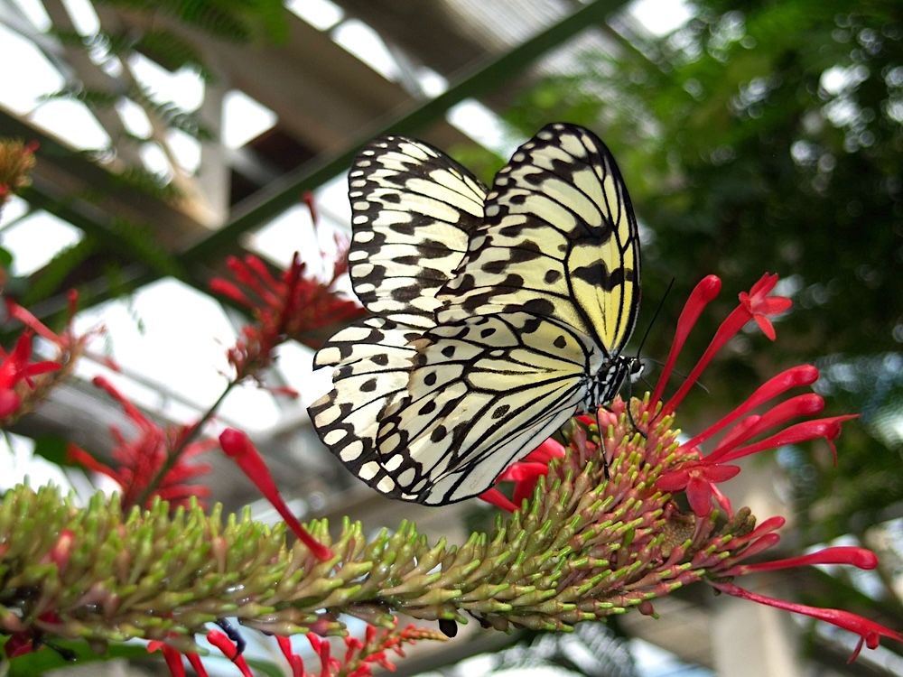 11 Top Hotels near Butterfly Pavilion in Denver