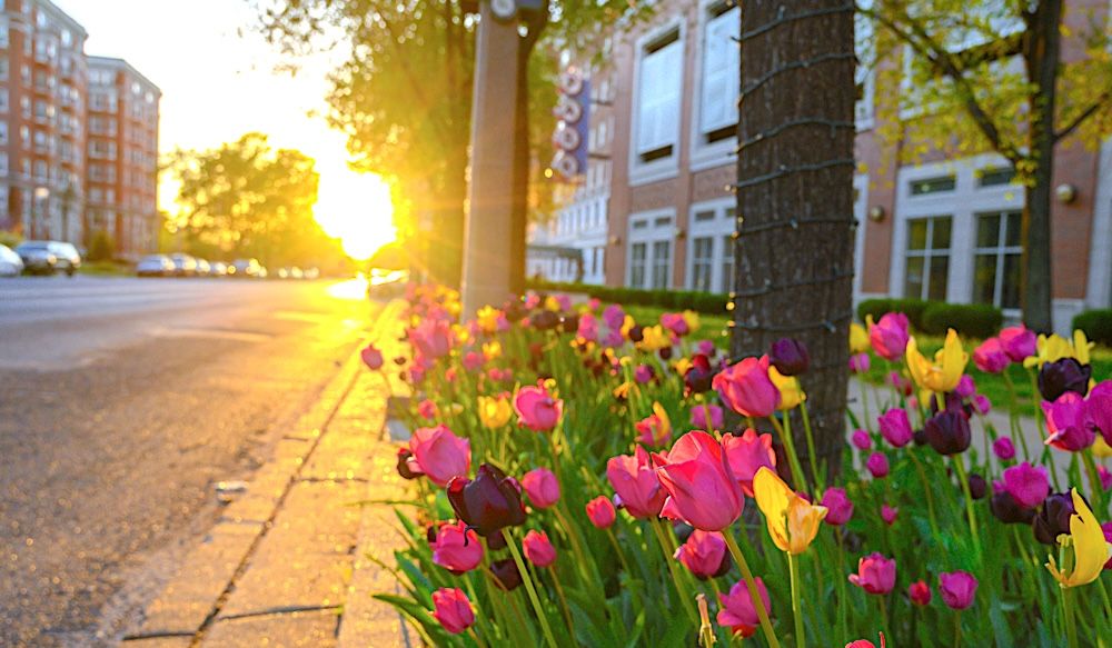 15 Best Hotels in St Louis near Central West End