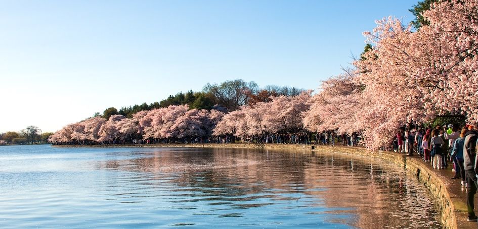 15 Top Hotels in Washington DC near Cherry Blossom Festival