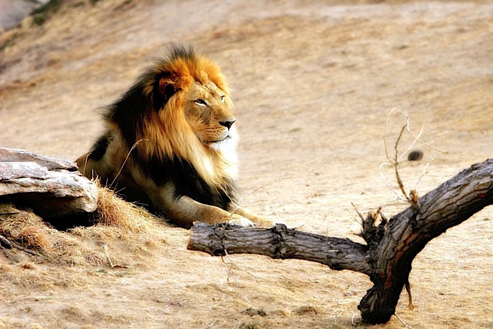 15 Best Hotels near Denver Zoo