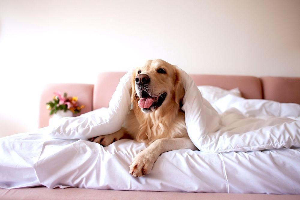 14 Best Pet Friendly Hotels Kansas City near I70