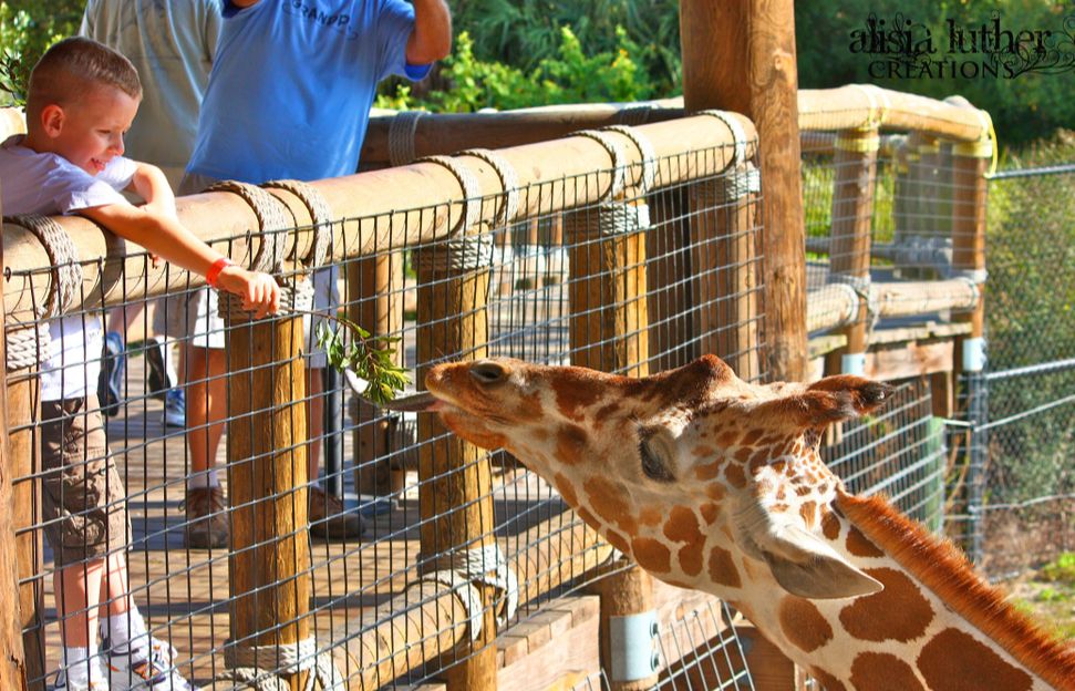 15 Best Hotels near Jacksonville Zoo
