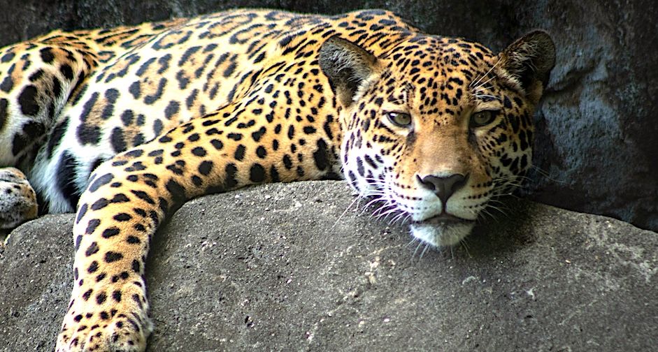 4 Best Hotels in Memphis near Zoo with Indoor Pool