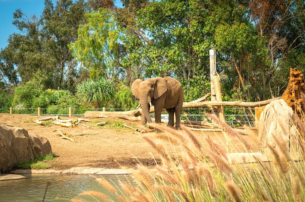 15 Best Hotels near San Diego Zoo with Pool