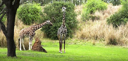 13 Best Hotels in Orlando near Animal Kingdom