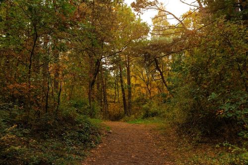 15 Best Hotels in San Antonio near Eisenhower Park