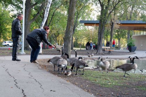 15 Top Hotels in Winnipeg near St Vital Park