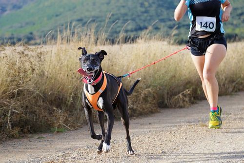 15 Best Hotels in Sacramento near Bark & Brews 5k