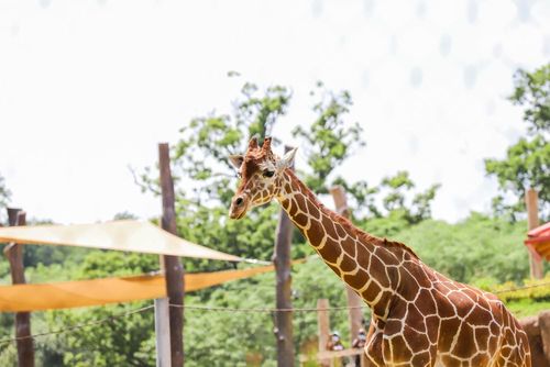 15 Best Hotels in Baltimore near Maryland Zoo 