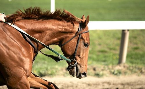 7 Best Hotels in Baltimore near Preakness Stakes 2026