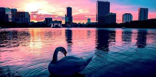 7 Best Hotels in Orlando near Lake Hart