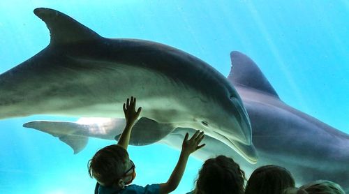 15 Top Hotels near SeaWorld with Shuttle