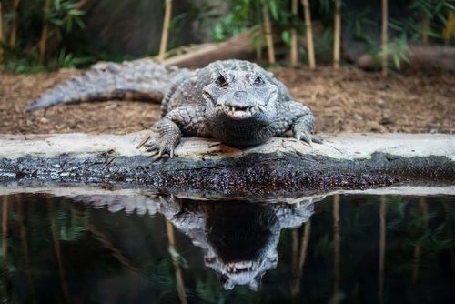 15 Top Hotels near San Antonio Zoo