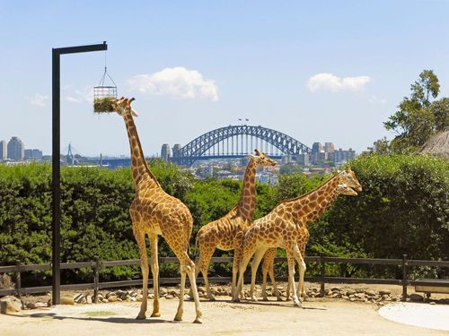 15 Top Hotels near Taronga Zoo Sydney