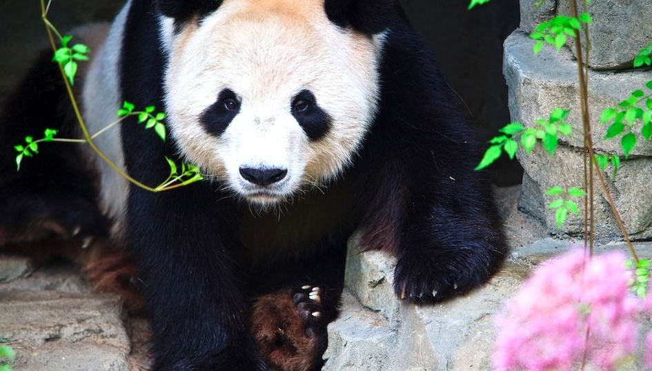15 Best Hotels in Washington DC near National Zoo