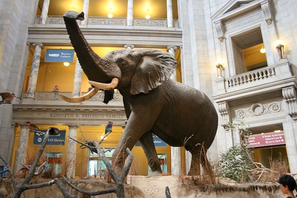 15 Best Hotels in Washington DC near Natural History Museum
