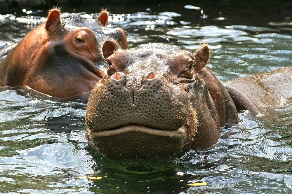 6 Best Hotels near St Louis Zoo with Indoor Pool