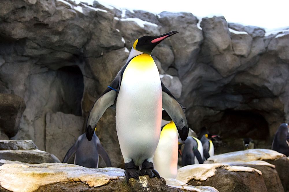 15 Best Hotels near St Louis Zoo for All Budgets