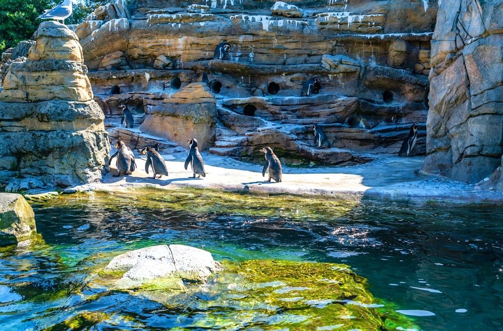15 Top Hotels near Woodland Park Zoo Seattle