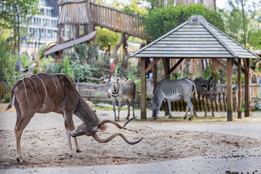 15 Best Hotels in Amsterdam near Artis Zoo